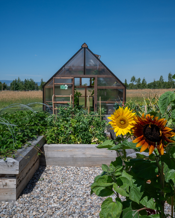 a greenhouse with sunflowers in front of it